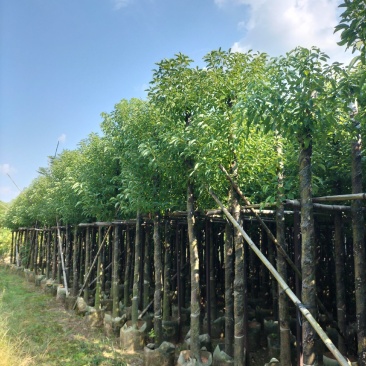 香樟移植袋装货出售