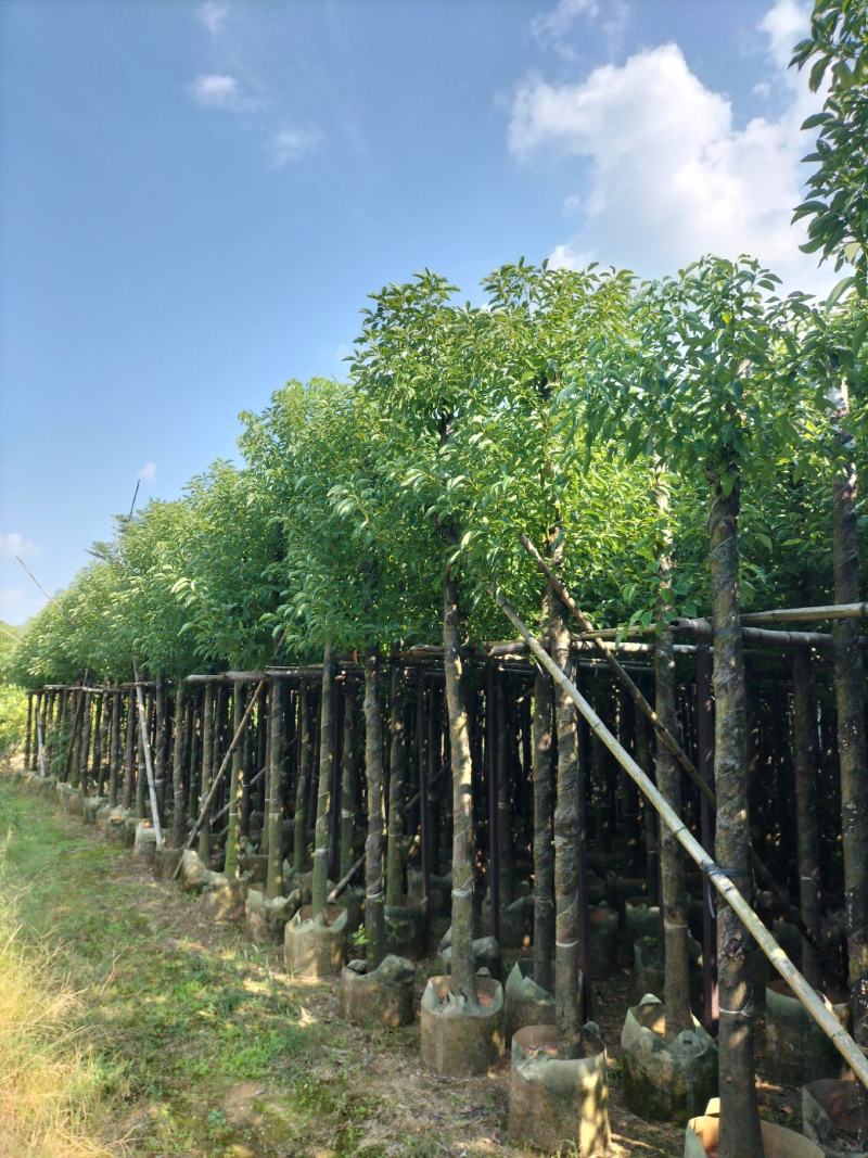 香樟移植袋装货出售