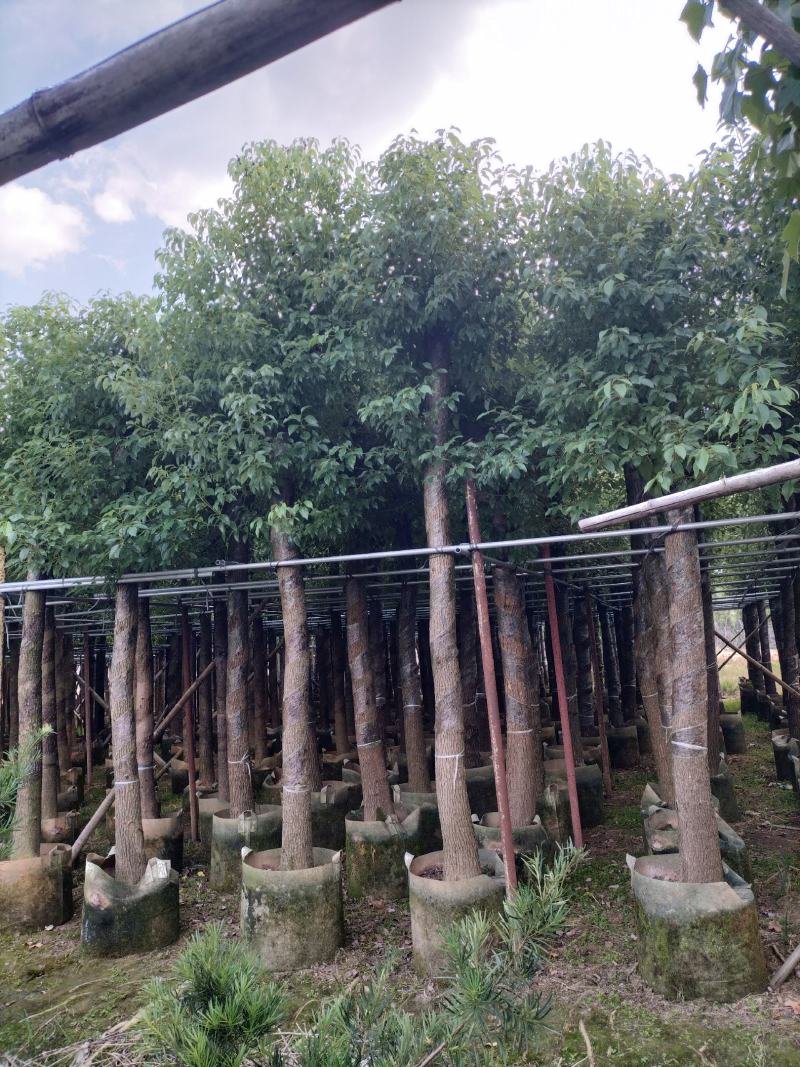 香樟移植袋装货出售