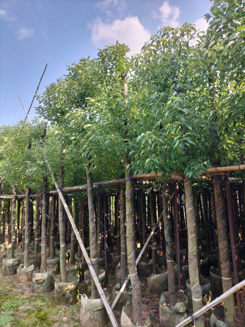 香樟移植袋装货出售