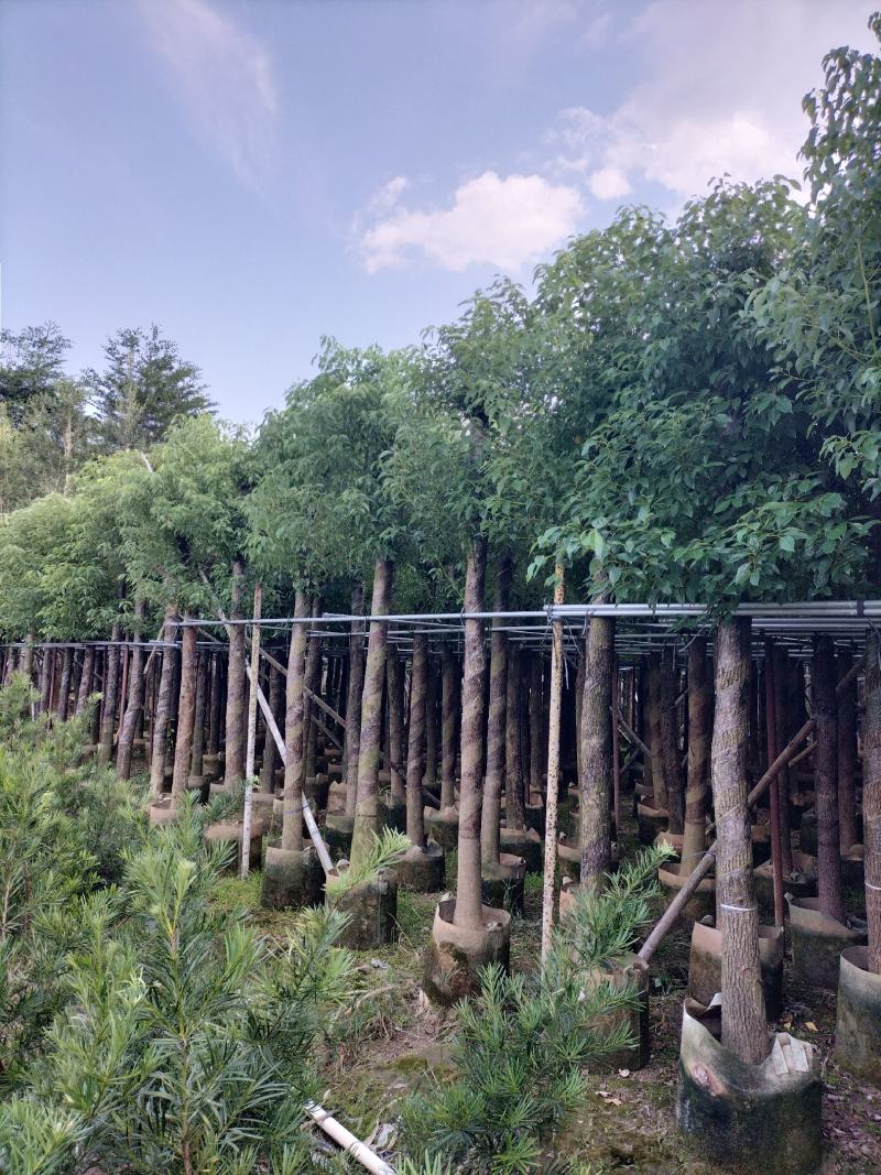 香樟移植袋装货出售
