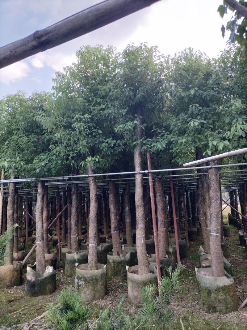 香樟移植袋装货出售
