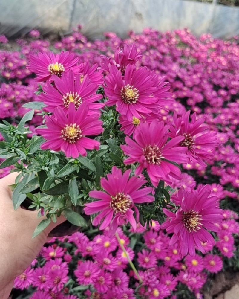 荷兰菊，一年开两次花，花期长，色彩鲜艳基地大量供应