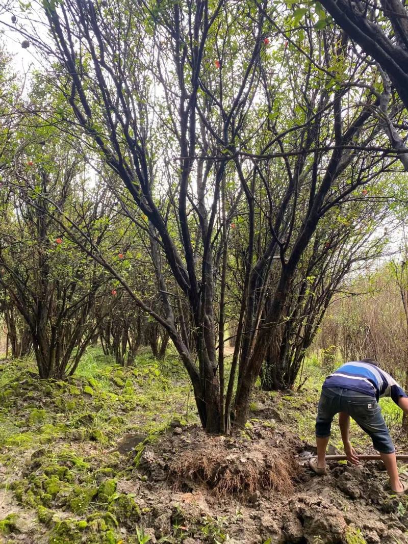 丛生石榴树自家基地直销各规格齐全量大从优欢迎选购
