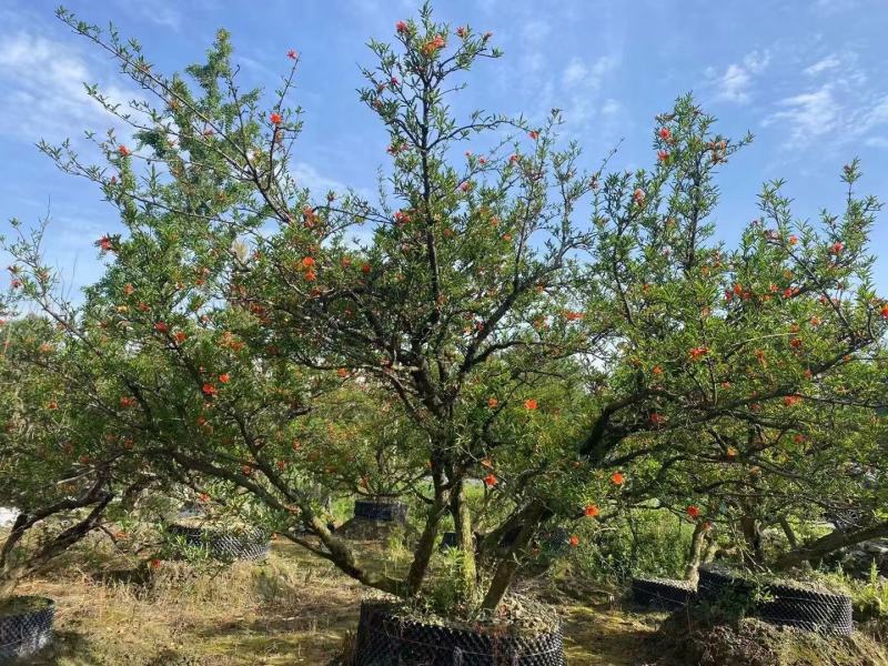 丛生石榴树自家基地直销各规格齐全量大从优欢迎选购