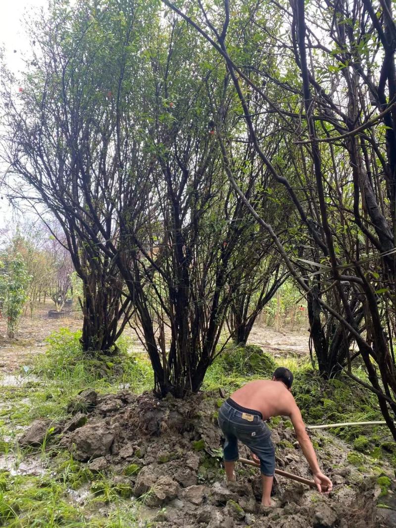 丛生石榴树自家基地直销各规格齐全量大从优欢迎选购