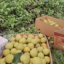 鞍山精品南果梨