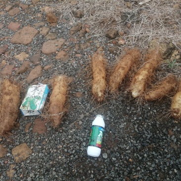 红泥沙毛薯