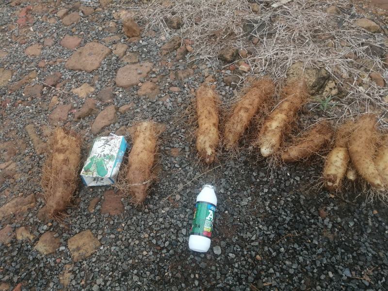 红泥沙毛薯