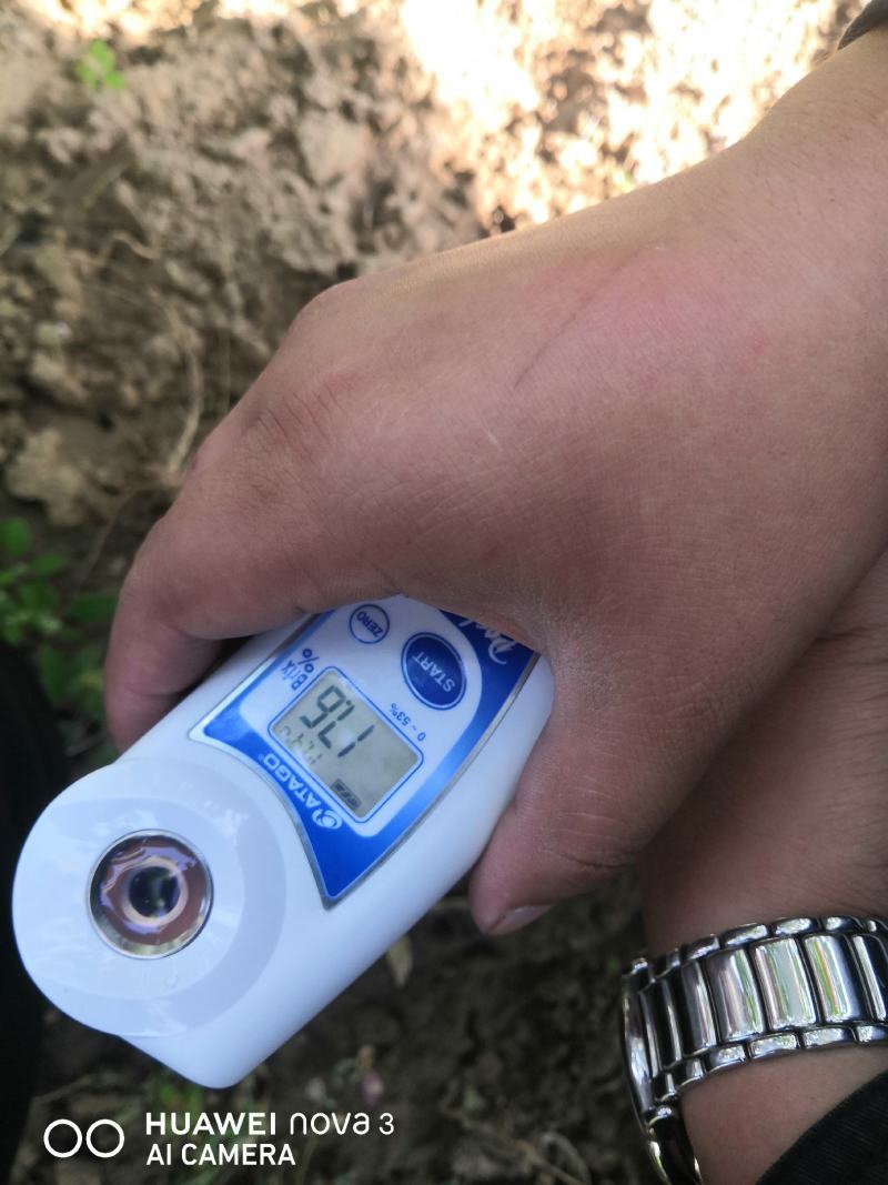 （实力供货）套袋巨峰葡萄产地大量上市价格美丽