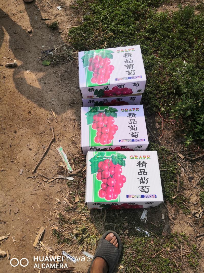 （实力供货）套袋巨峰葡萄产地大量上市价格美丽