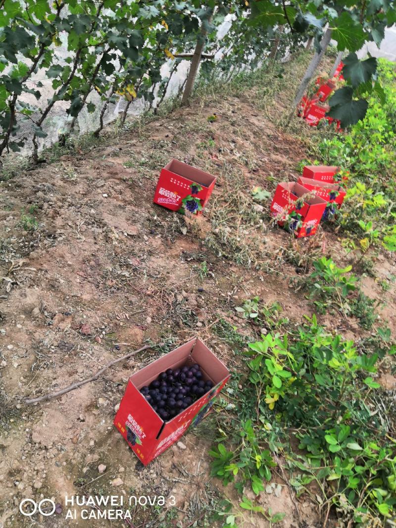 （实力供货）套袋巨峰葡萄产地大量上市价格美丽
