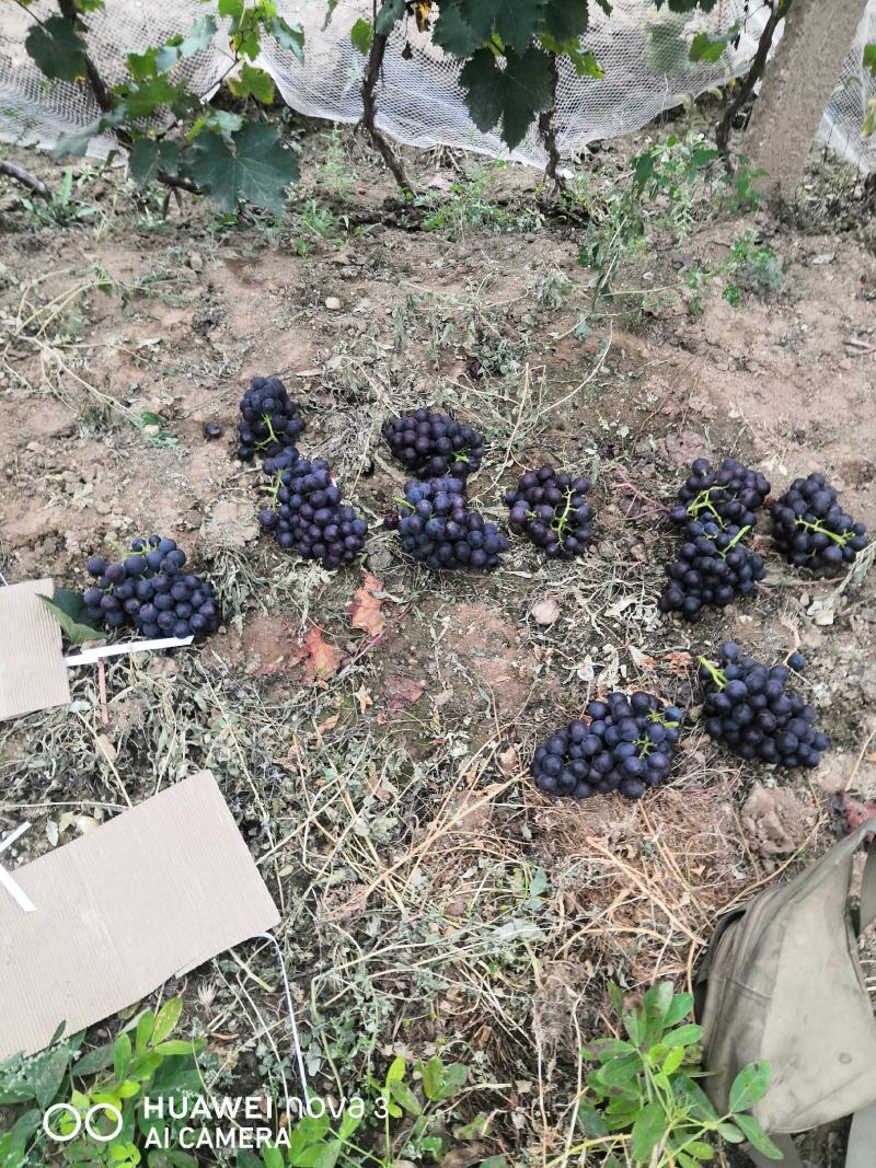 （实力供货）套袋巨峰葡萄产地大量上市价格美丽