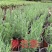 四川成都温江基地薰衣草，规格齐全，基地货欢迎选购