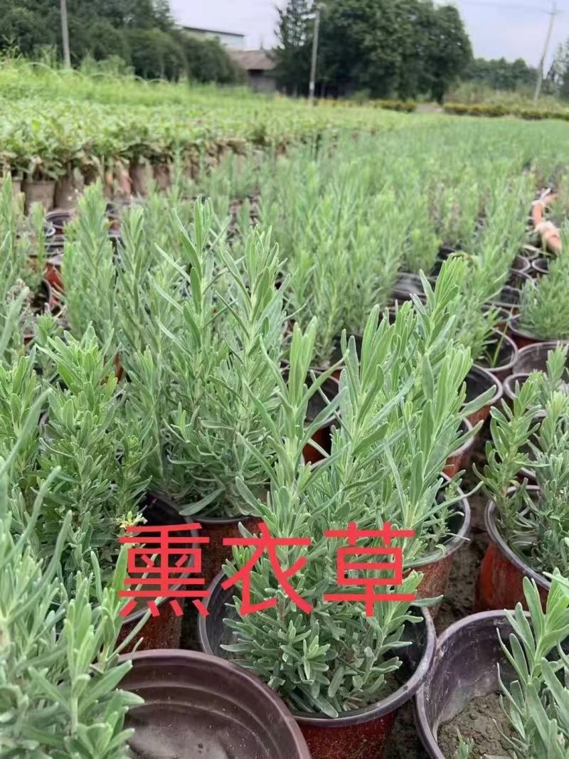 四川成都温江基地薰衣草，规格齐全，基地货欢迎选购