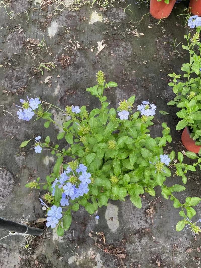 四川成都温江区苗木基地蓝雪花，规格齐全，基地货欢迎选购！