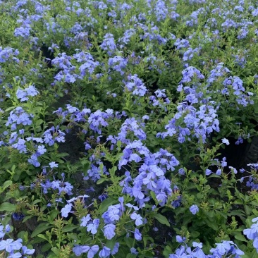 四川成都温江区苗木基地蓝雪花，规格齐全，基地货欢迎选购！
