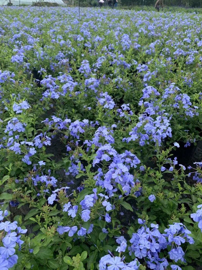 四川成都温江区苗木基地蓝雪花，规格齐全，基地货欢迎选购！