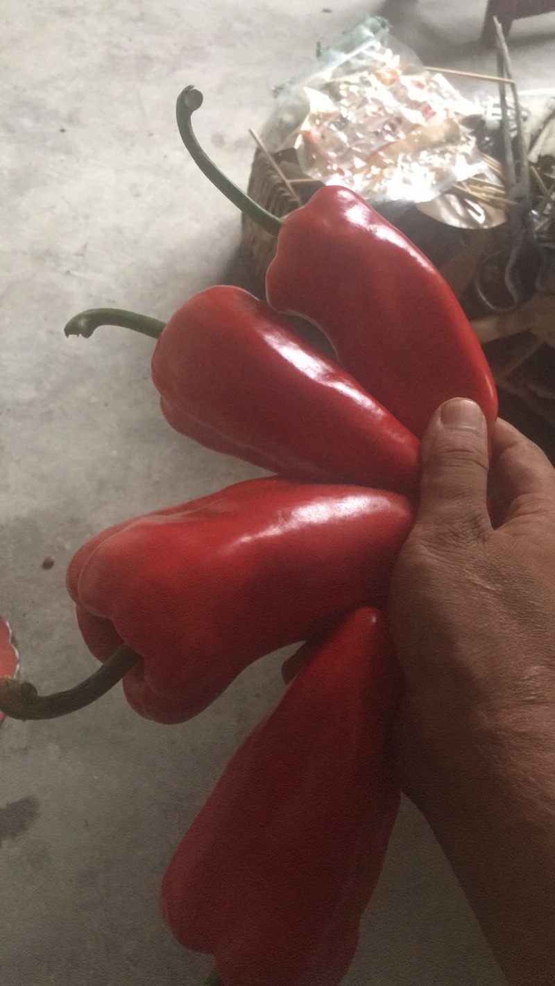 红泡椒精品大棚种植露天种植红炮椒