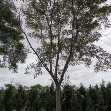 无患子自家基地直销各规格齐全量大从优欢迎选购