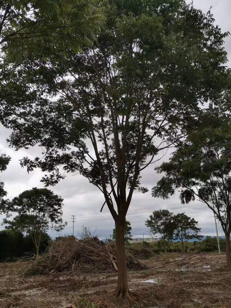 无患子自家基地直销各规格齐全量大从优欢迎选购