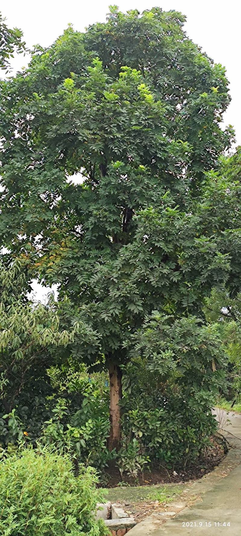 无患子自家基地直销各规格齐全量大从优欢迎选购