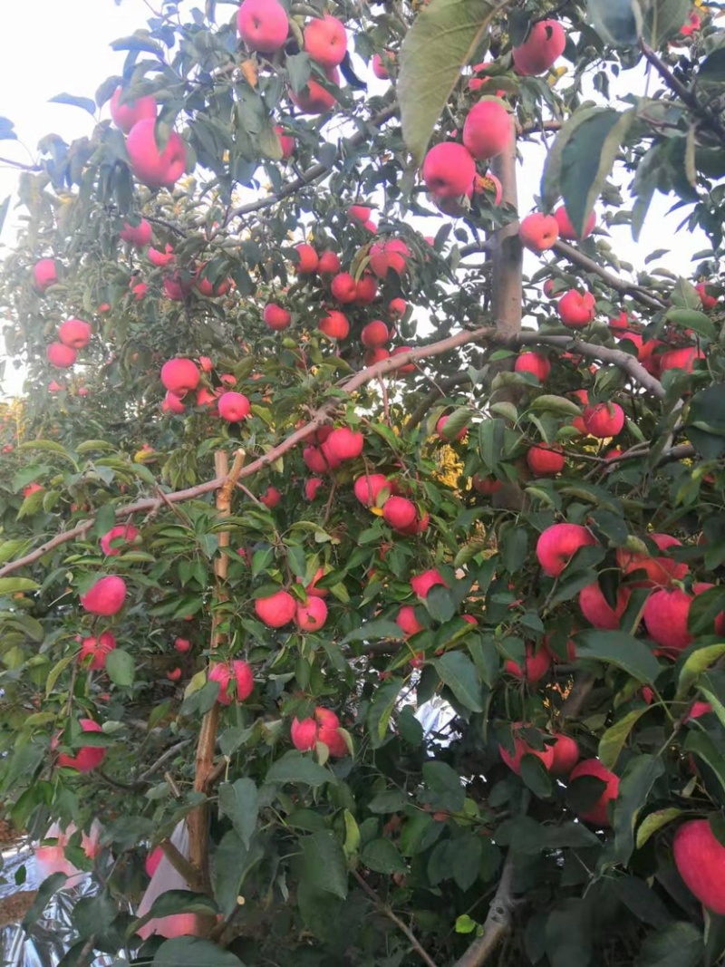 秦皇岛寒富苹果