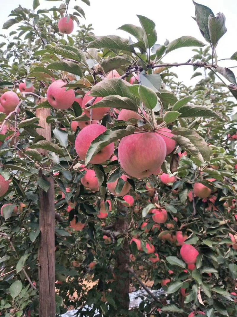秦皇岛寒富苹果