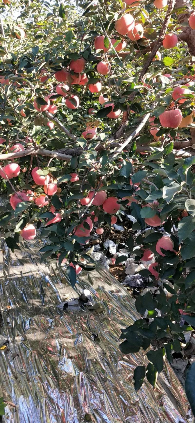 秦皇岛寒富苹果