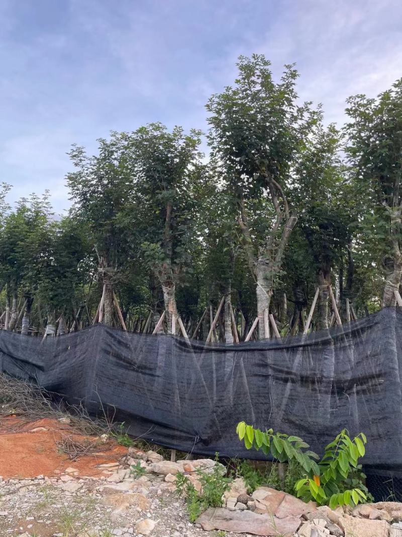 风铃木自家基地直销各规格齐全量大从优欢迎选购