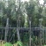 风铃木自家基地直销各规格齐全量大从优欢迎选购