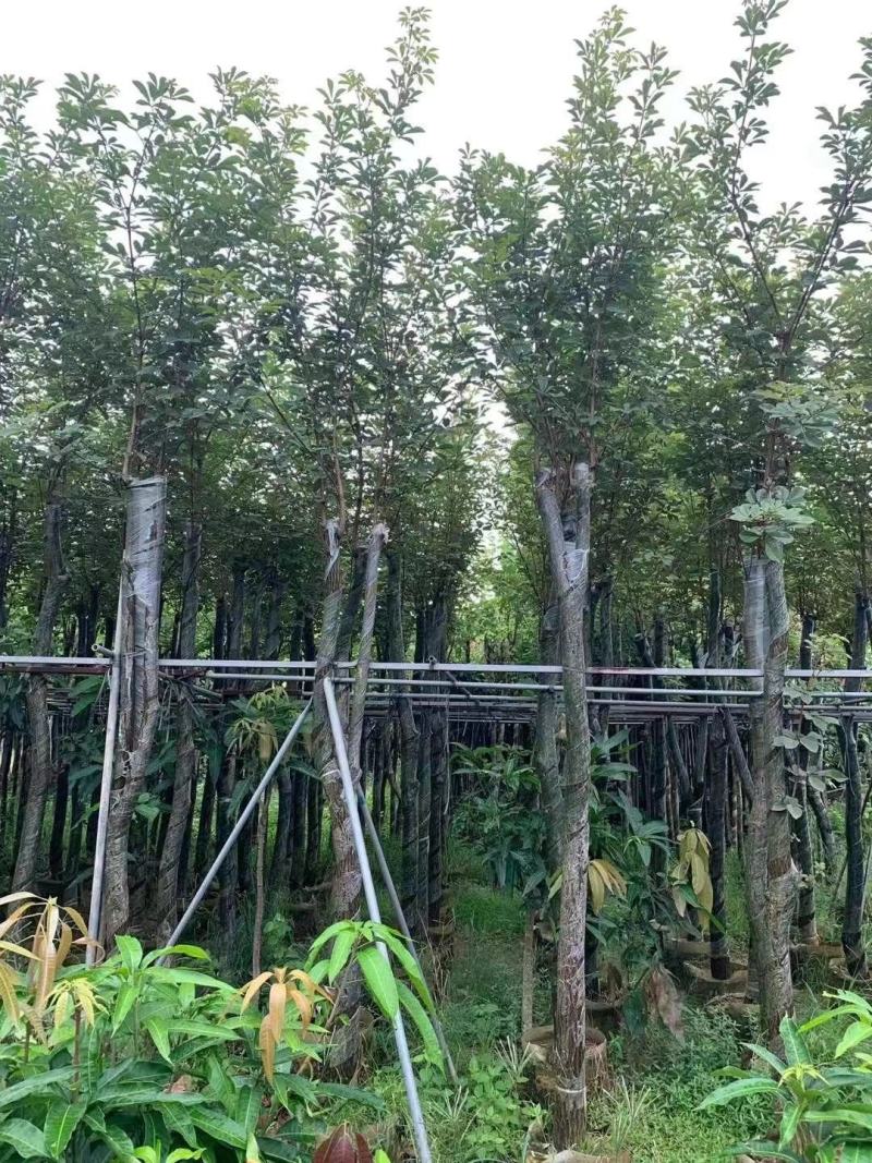 风铃木自家基地直销各规格齐全量大从优欢迎选购