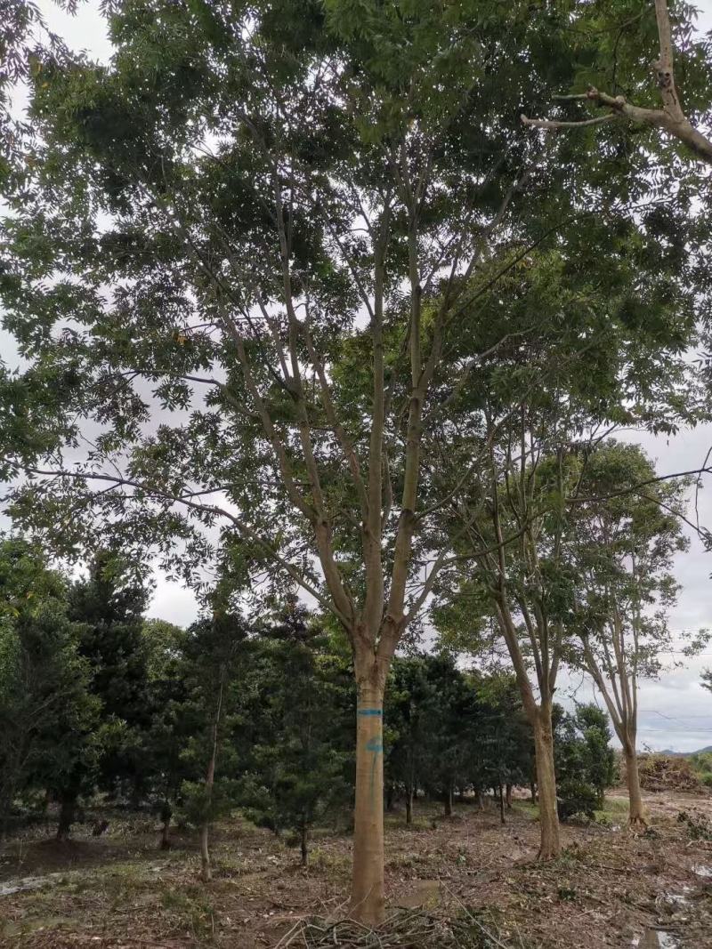 风铃木自家基地直销各规格齐全量大从优欢迎选购