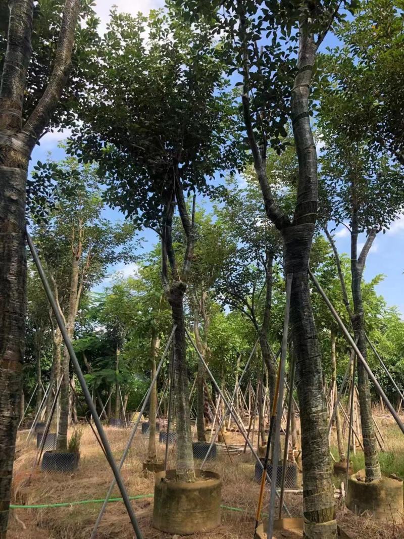 风铃木自家基地直销各规格齐全量大从优欢迎选购