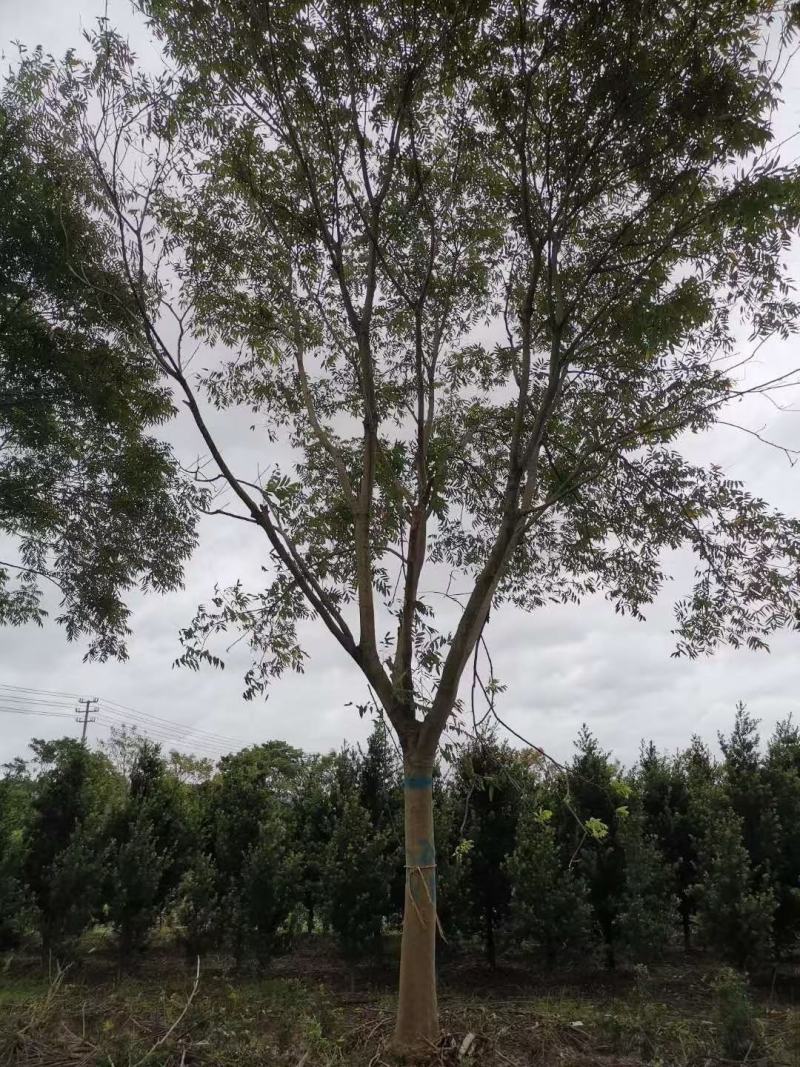 风铃木自家基地直销各规格齐全量大从优欢迎选购