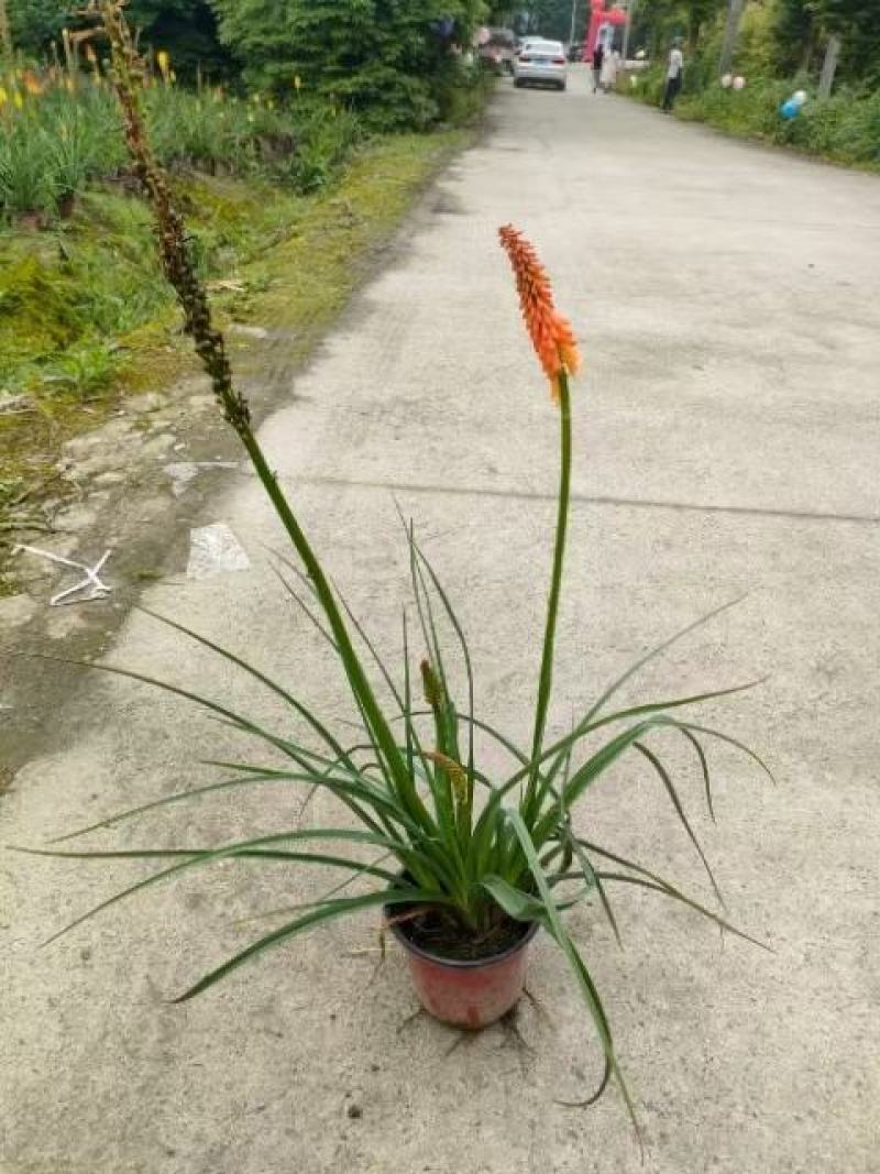 四川成都温江区火把莲，火炬，规格齐全，基地货欢迎选购
