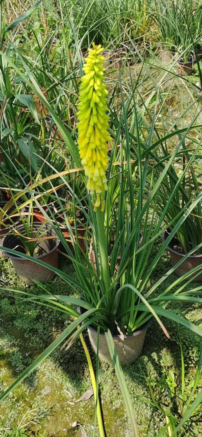 四川成都温江区火把莲，火炬，规格齐全，基地货欢迎选购