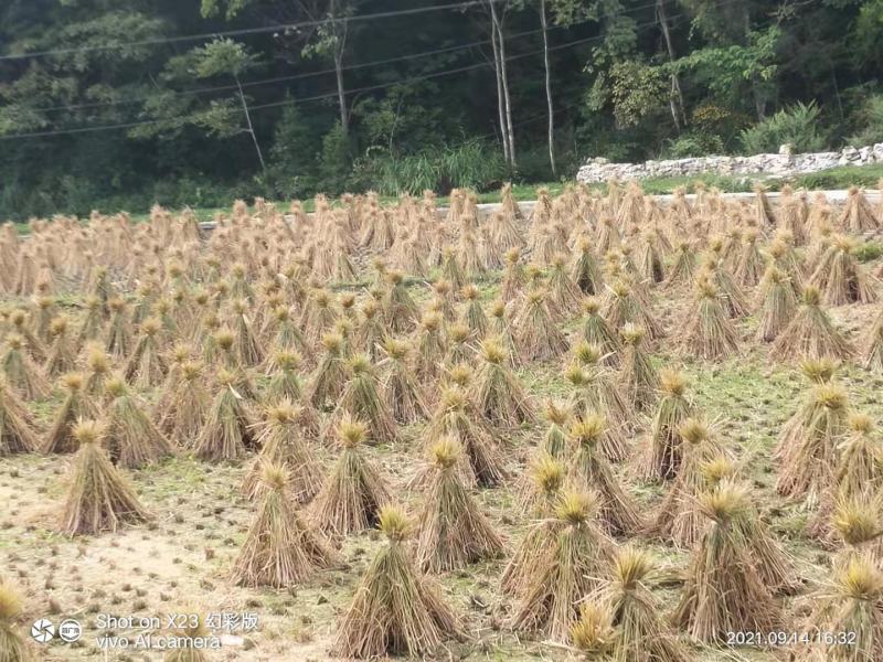 干稻草秸秆，养殖场的福利，量大，价格优惠