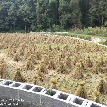 干稻草秸秆，养殖场的福利，量大，价格优惠