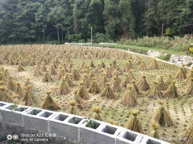 干稻草秸秆，养殖场的福利，量大，价格优惠