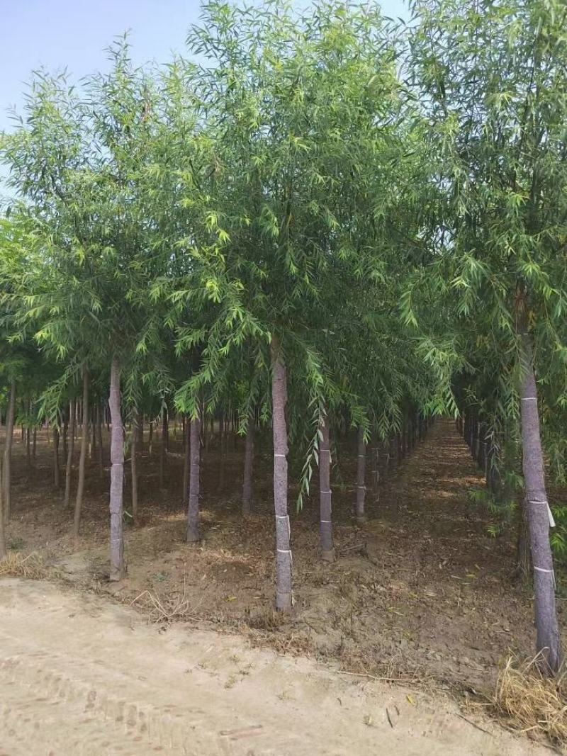 刺槐自家基地直销各规格齐全量大从优欢迎选购