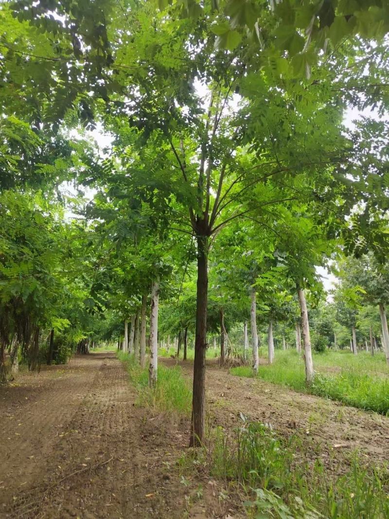 刺槐自家基地直销各规格齐全量大从优欢迎选购