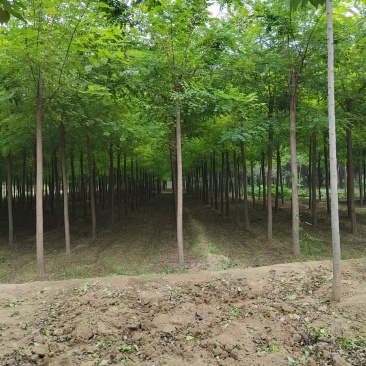 刺槐自家基地直销各规格齐全量大从优欢迎选购
