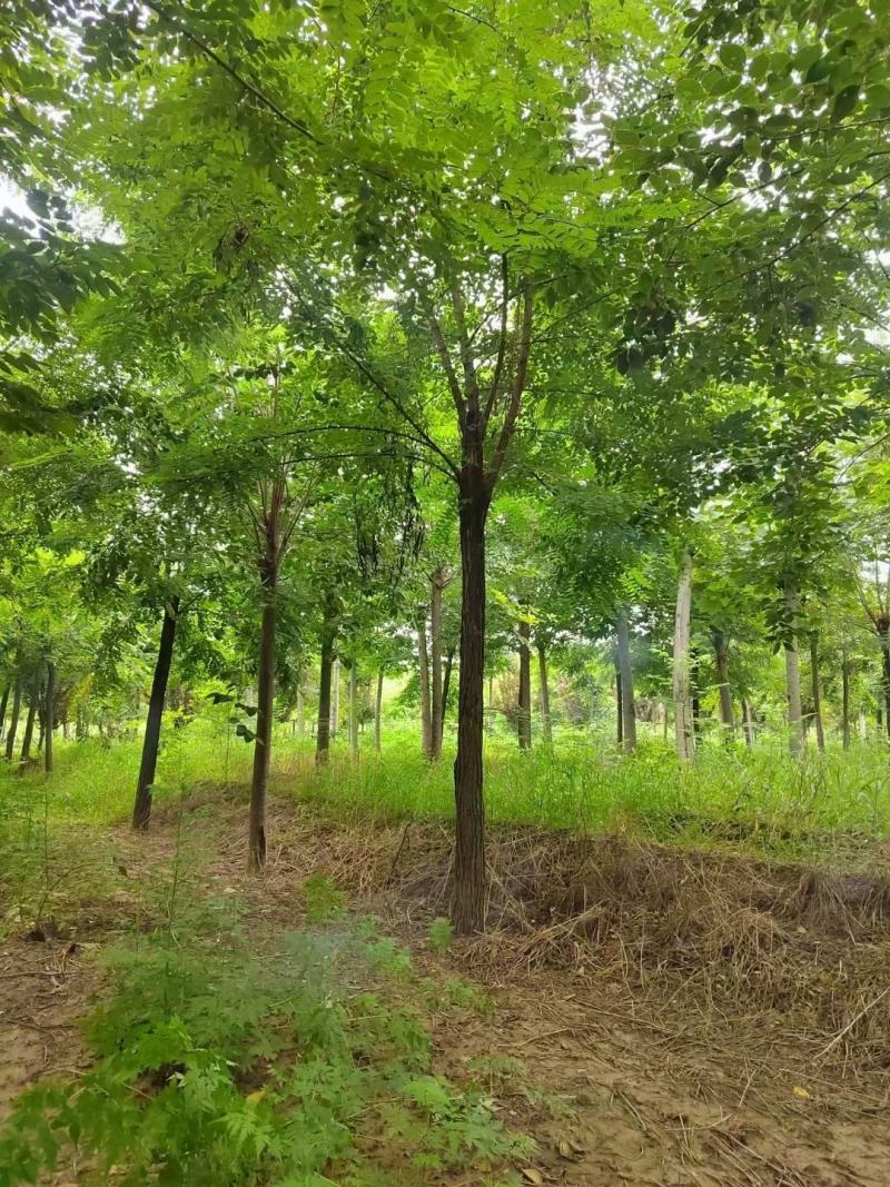 刺槐自家基地直销各规格齐全量大从优欢迎选购