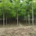刺槐自家基地直销各规格齐全量大从优欢迎选购