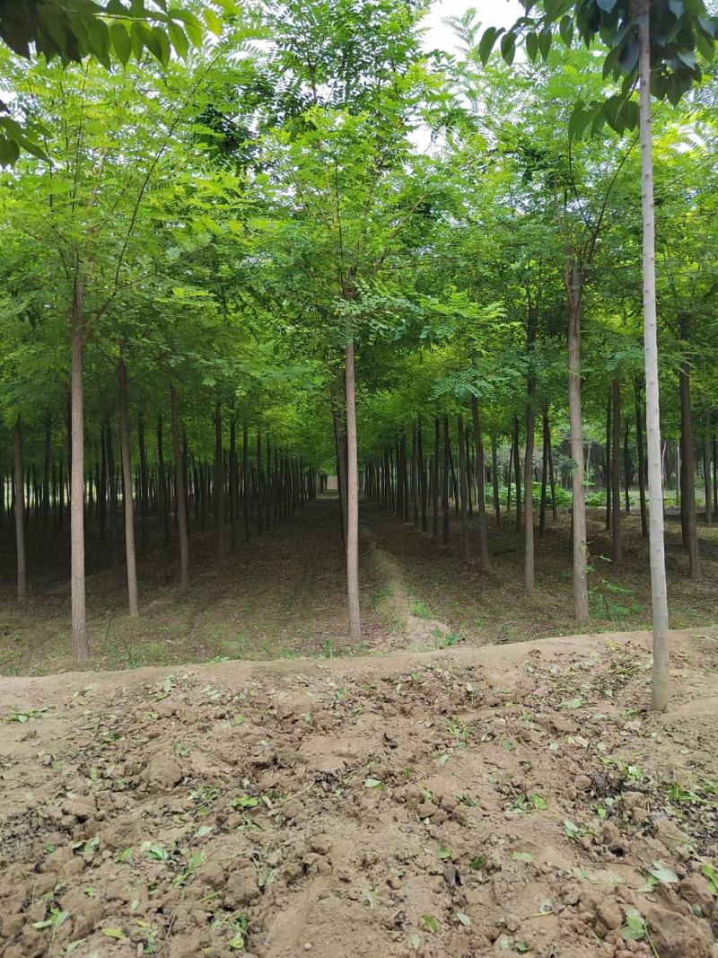 刺槐自家基地直销各规格齐全量大从优欢迎选购