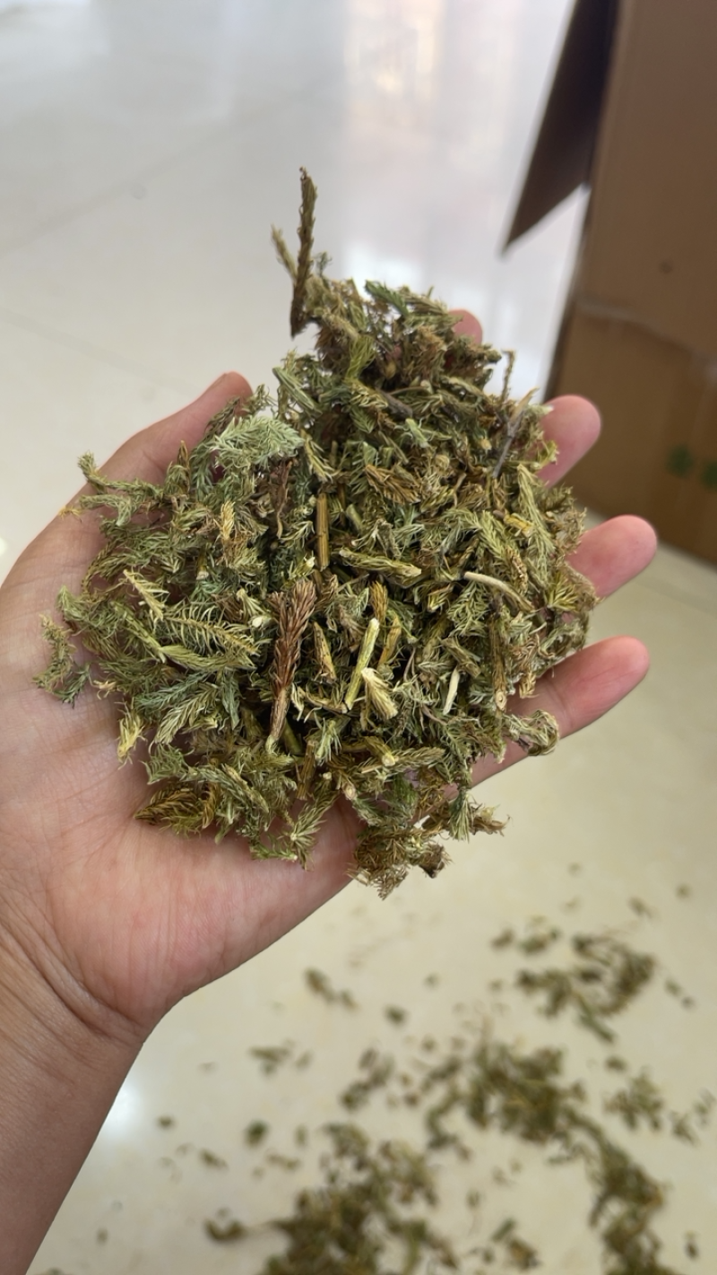 伸筋草中草药药材伸筋草大货