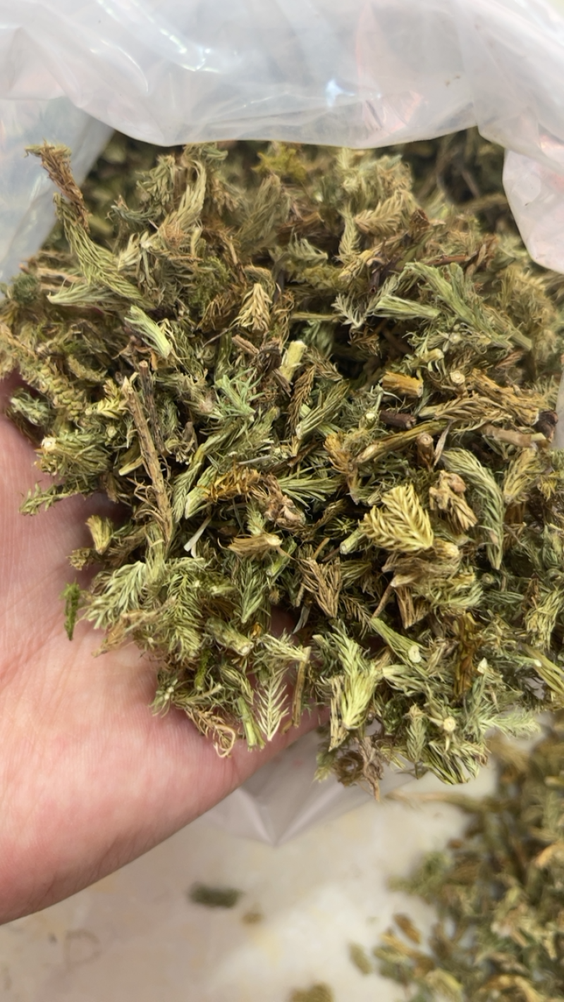 伸筋草中草药药材伸筋草大货