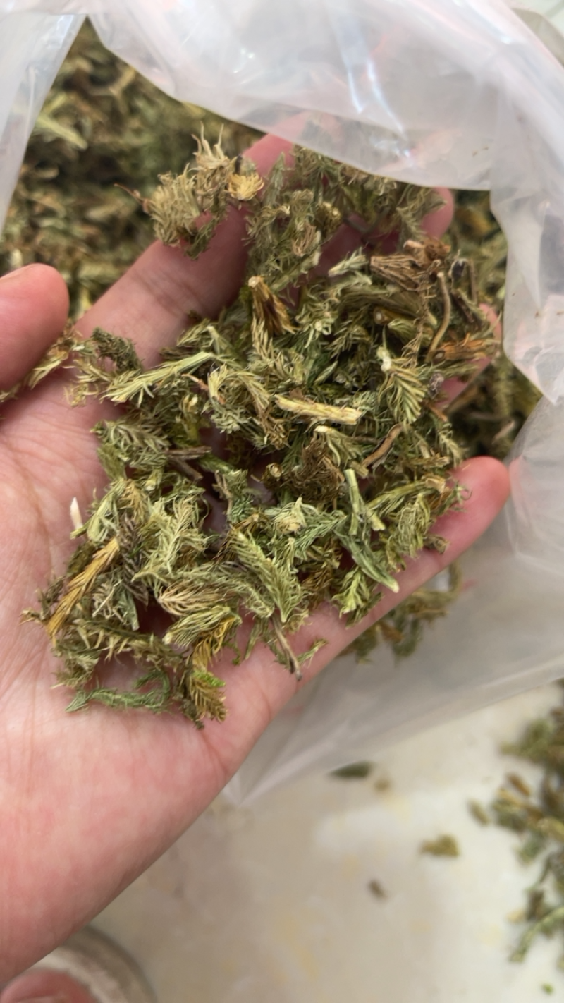 伸筋草中草药药材伸筋草大货