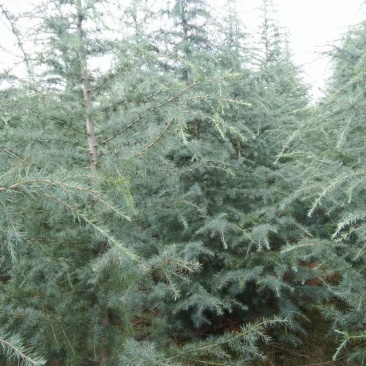 雪松自家基地直销各规格齐全量大从优欢迎选购